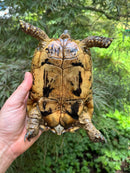 Libyan Greek Tortoise Adult Female