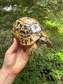 Libyan Greek Tortoise Adult Female
