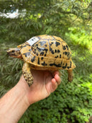 Libyan Greek Tortoise Adult Female