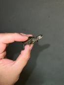 Concentric Diamondback Terrapin 2023 (Malaclemys terrapin)