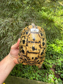Libyan Greek Tortoise Adult Female