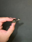 Concentric Diamondback Terrapin 2023 (Malaclemys terrapin)
