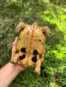 Libyan Greek Tortoise Adult Female