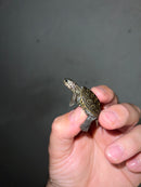 Concentric Diamondback Terrapin 2023 (Malaclemys terrapin)