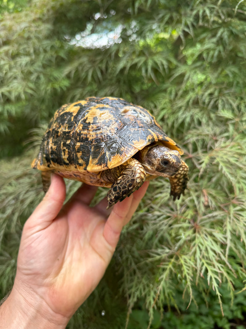 Libyan Greek Tortoise Adult Female