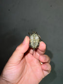 Concentric Diamondback Terrapin 2023 (Malaclemys terrapin)