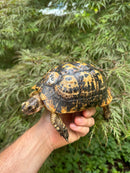 Libyan Greek Tortoise Adult Female