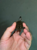 Concentric Diamondback Terrapin 2023 (Malaclemys terrapin)