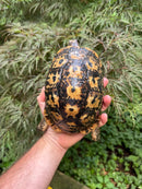 Libyan Greek Tortoise Adult Female