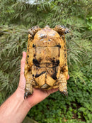 Libyan Greek Tortoise Adult Female