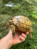Libyan Greek Tortoise Adult Female