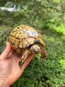 Libyan Greek Tortoise Adult Female