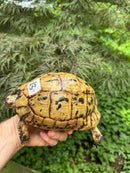 Libyan Greek Tortoise Adult Female