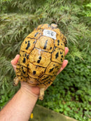 Libyan Greek Tortoise Adult Female