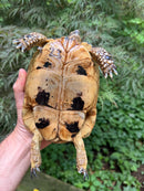 Libyan Greek Tortoise Adult Female