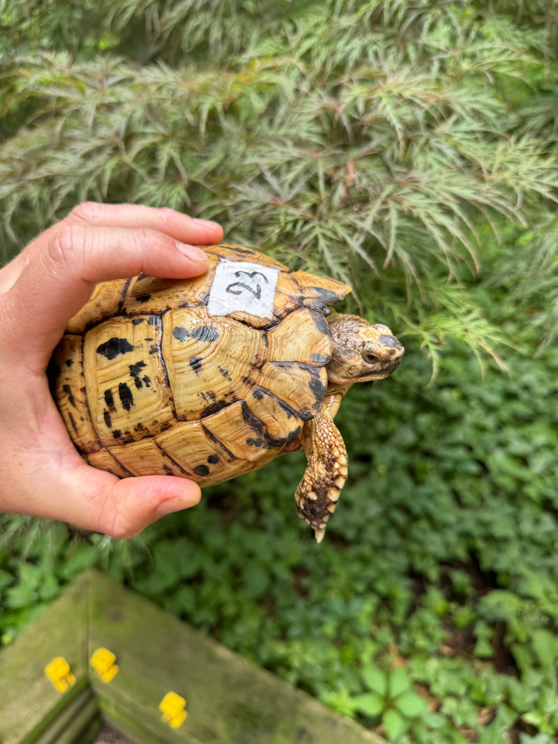 Libyan Greek Tortoise Adult Female