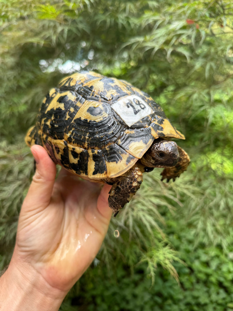 Libyan Greek Tortoise Adult Female