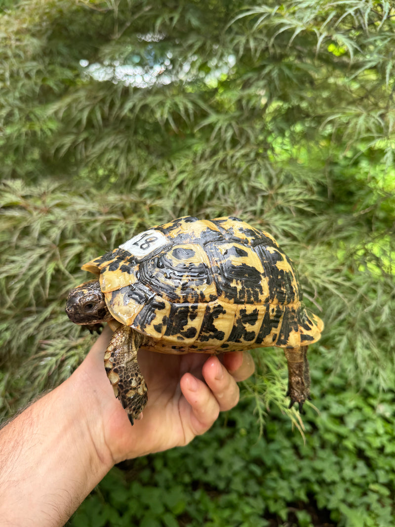 Libyan Greek Tortoise Adult Female