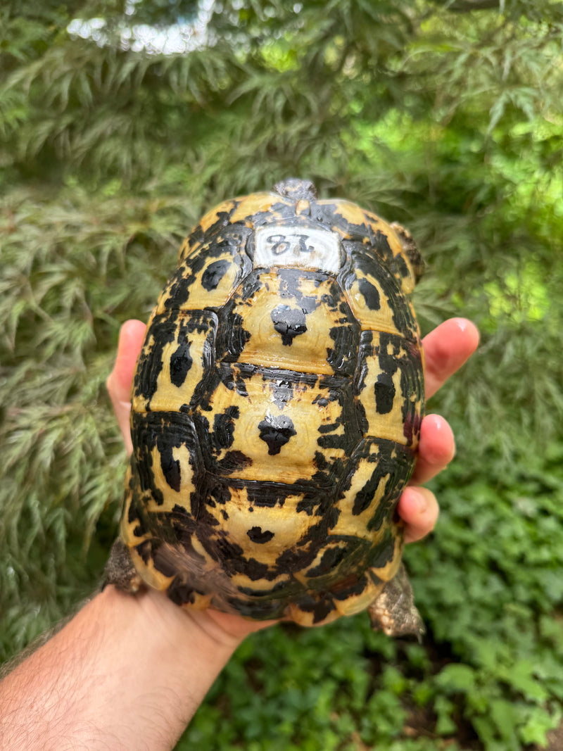 Libyan Greek Tortoise Adult Female