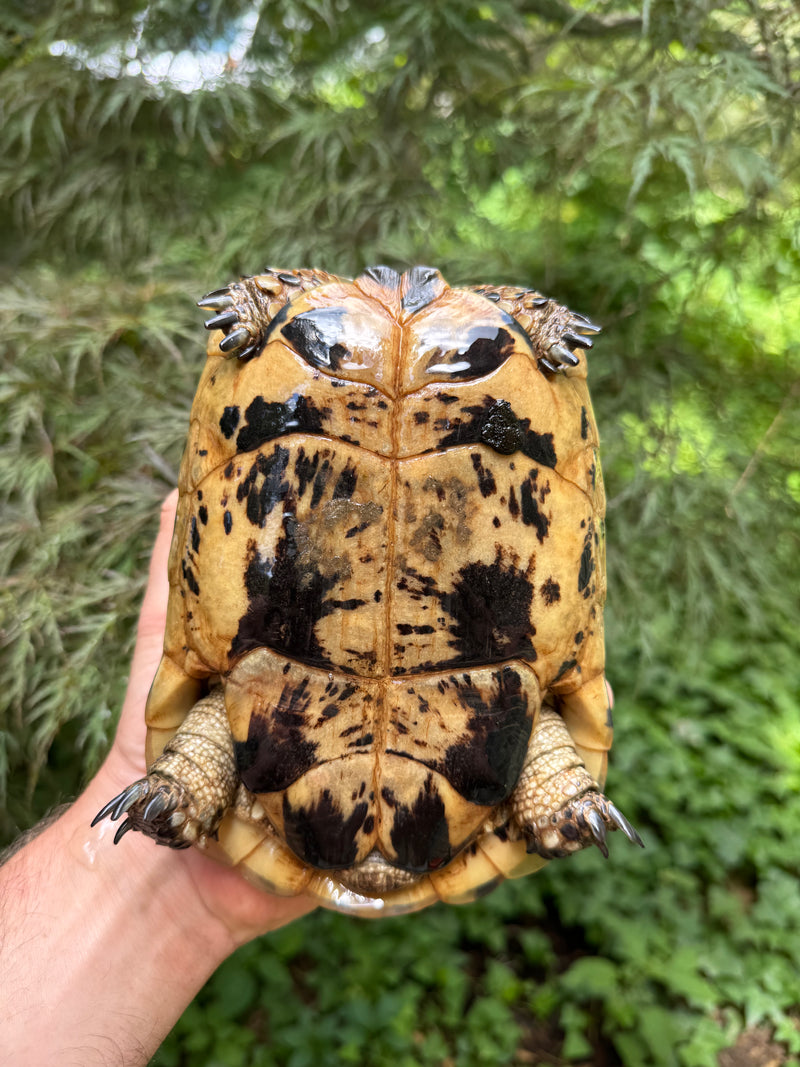 Libyan Greek Tortoise Adult Female