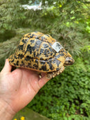 Libyan Greek Tortoise Adult Female