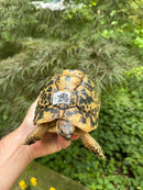 Libyan Greek Tortoise Adult Female