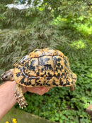 Libyan Greek Tortoise Adult Female
