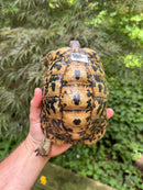 Libyan Greek Tortoise Adult Female