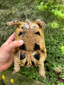 Libyan Greek Tortoise Adult Female