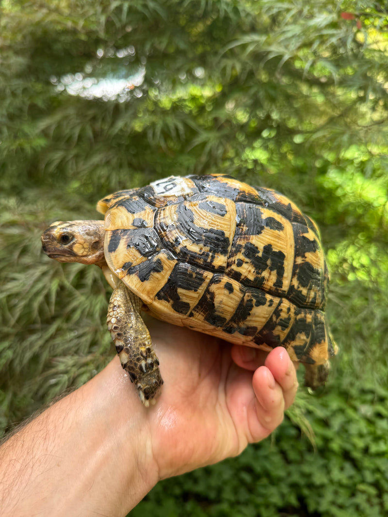 Libyan Greek Tortoise Adult Female
