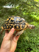 Libyan Greek Tortoise Adult Female