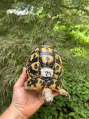 Libyan Greek Tortoise Adult Female