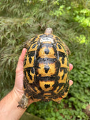 Libyan Greek Tortoise Adult Female