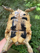 Libyan Greek Tortoise Adult Female