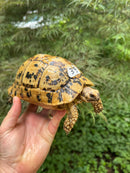 Libyan Greek Tortoise Adult Female