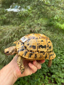 Libyan Greek Tortoise Adult Female
