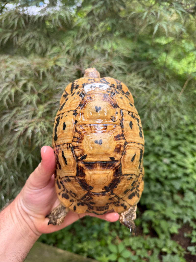 Libyan Greek Tortoise Adult Female
