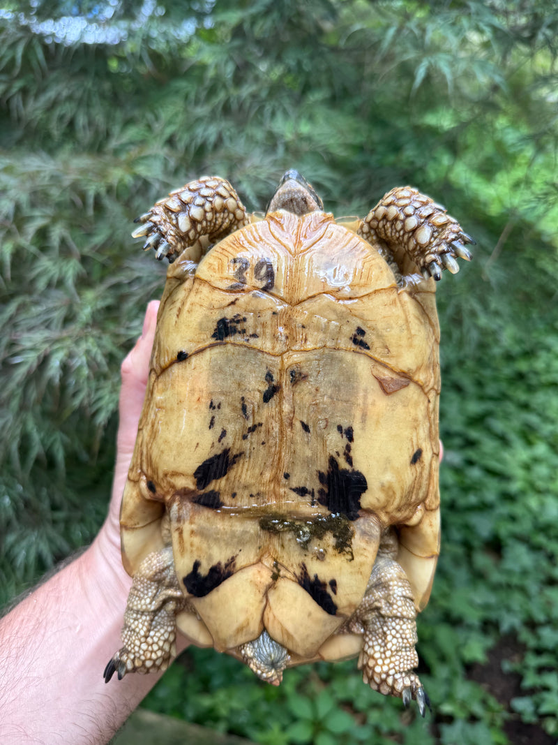 Libyan Greek Tortoise Adult Female