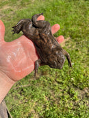 Pipa Pipa Toads (Pipa pipa)