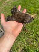 Pipa Pipa Toads (Pipa pipa)