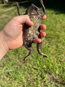 Pipa Pipa Toads (Pipa pipa)