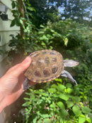 Northern Diamondback Terrapins Female