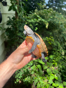 Northern Diamondback Terrapins Female