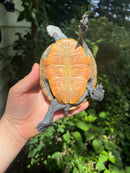 Northern Diamondback Terrapins Female