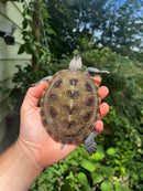 Northern Diamondback Terrapins Female
