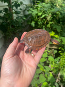 Nasuta Toad Headed Turtle CB