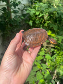Nasuta Toad Headed Turtle CB