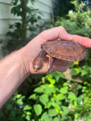 Nasuta Toad Headed Turtle CB