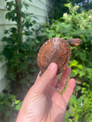 Nasuta Toad Headed Turtle CB