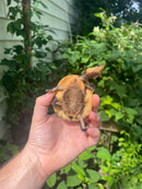 Nasuta Toad Headed Turtle CB